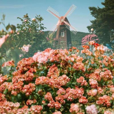 金沙集团9500官网